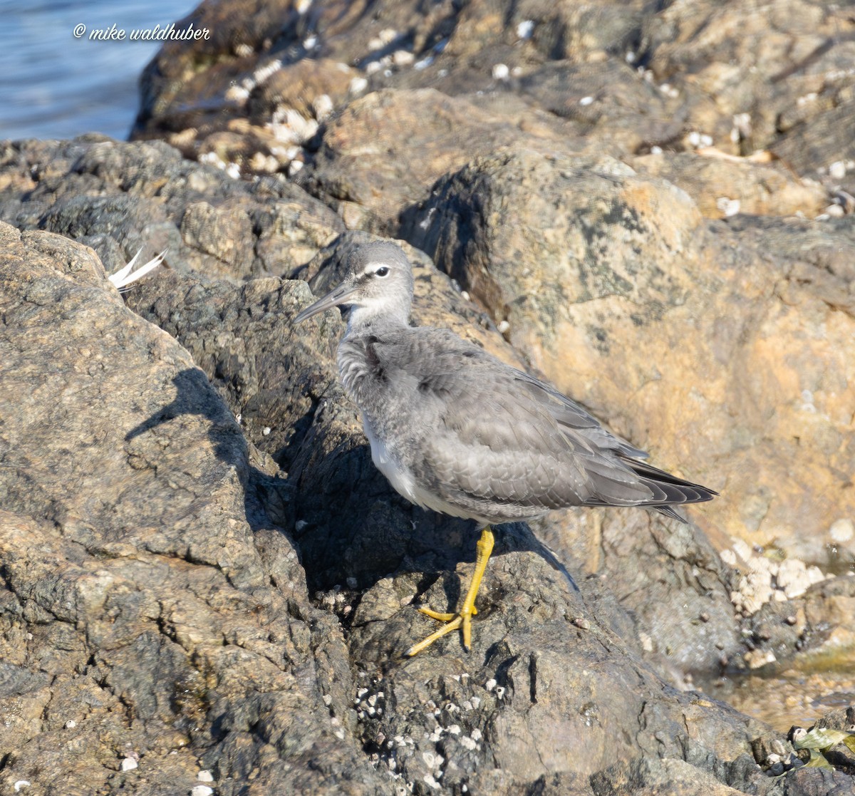 Wandering Tattler - Mike Waldhuber