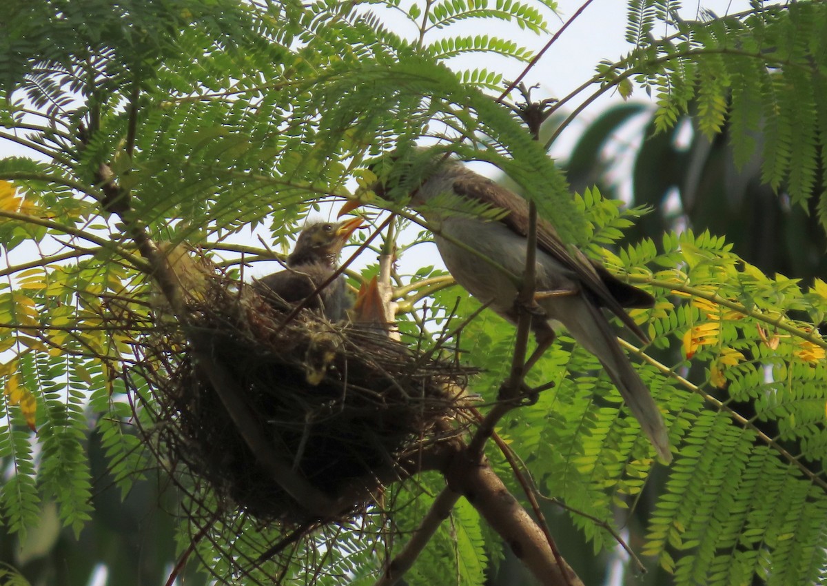 Noisy Miner - ML623588311