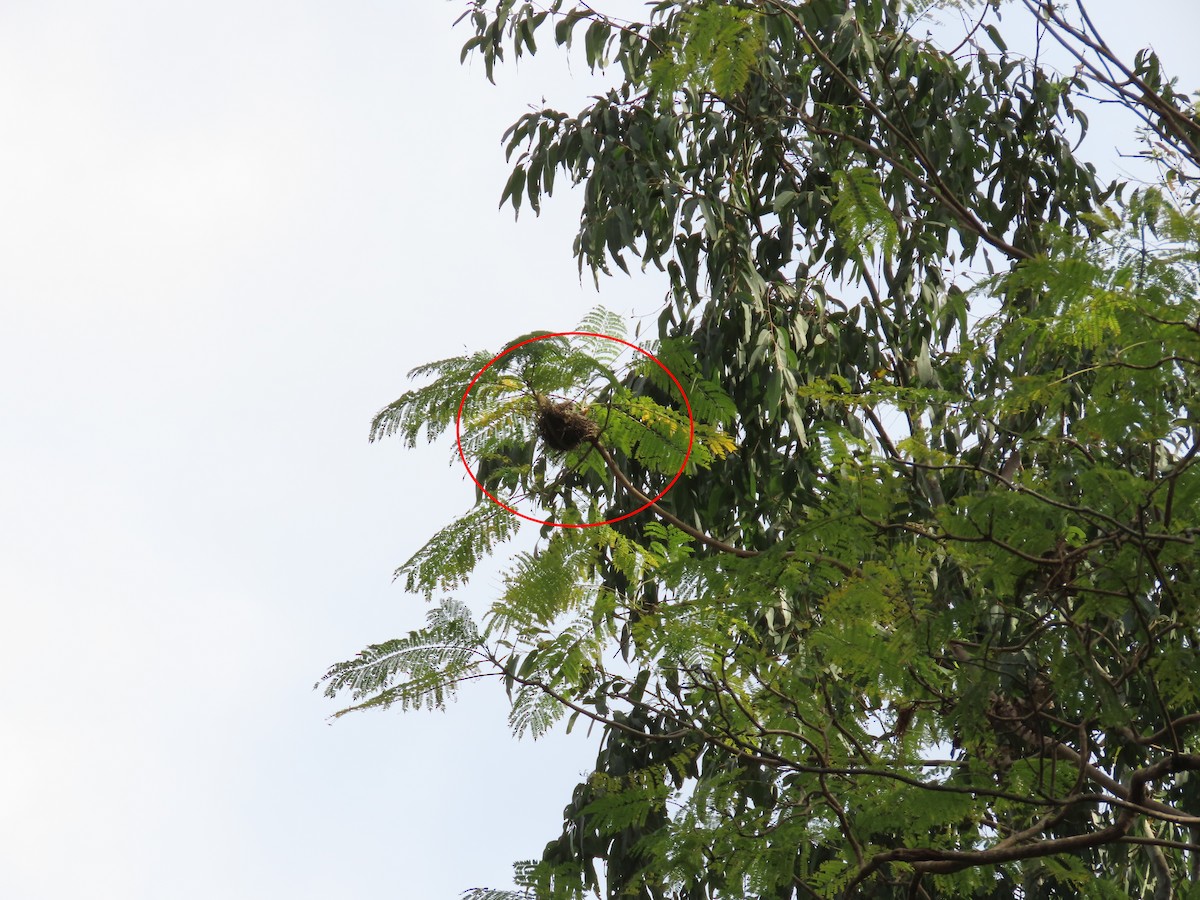 Noisy Miner - ML623588312