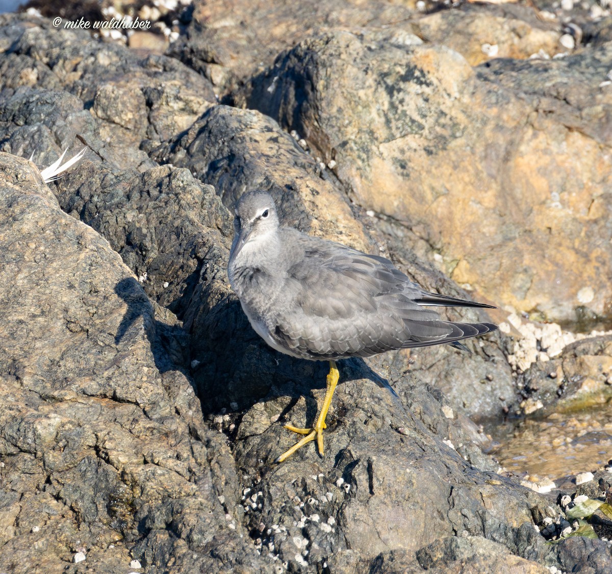 alaskavandresnipe - ML623588345