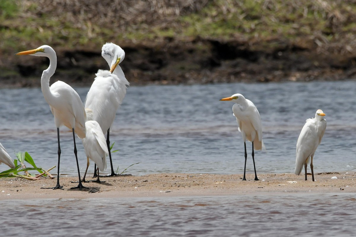 Yellow-billed Egret - ML623588374