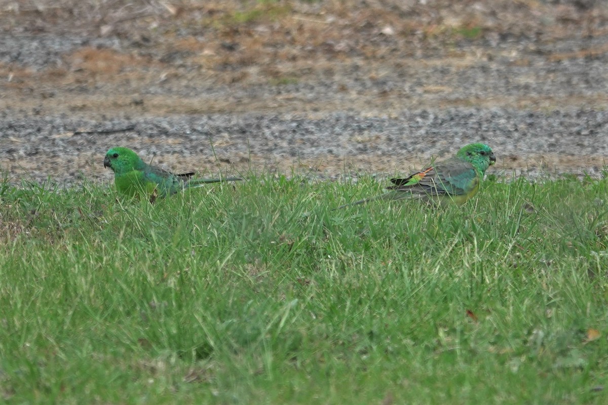 Red-rumped Parrot - ML623588399