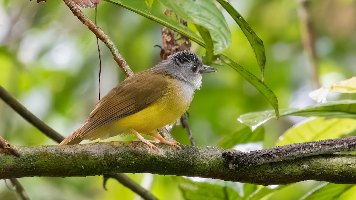 Yellow-bellied Bulbul - ML623588425