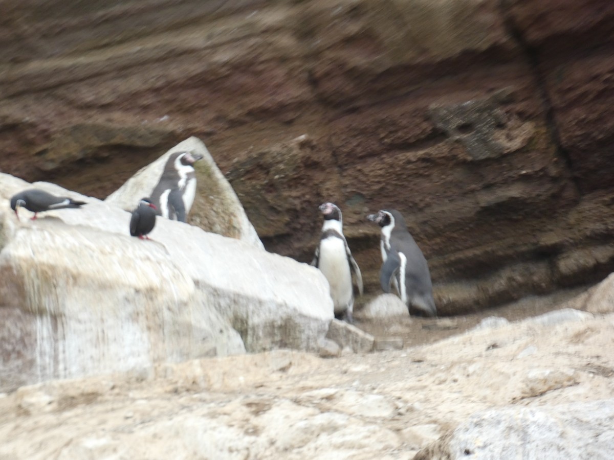 Humboldt Penguin - ML623588434