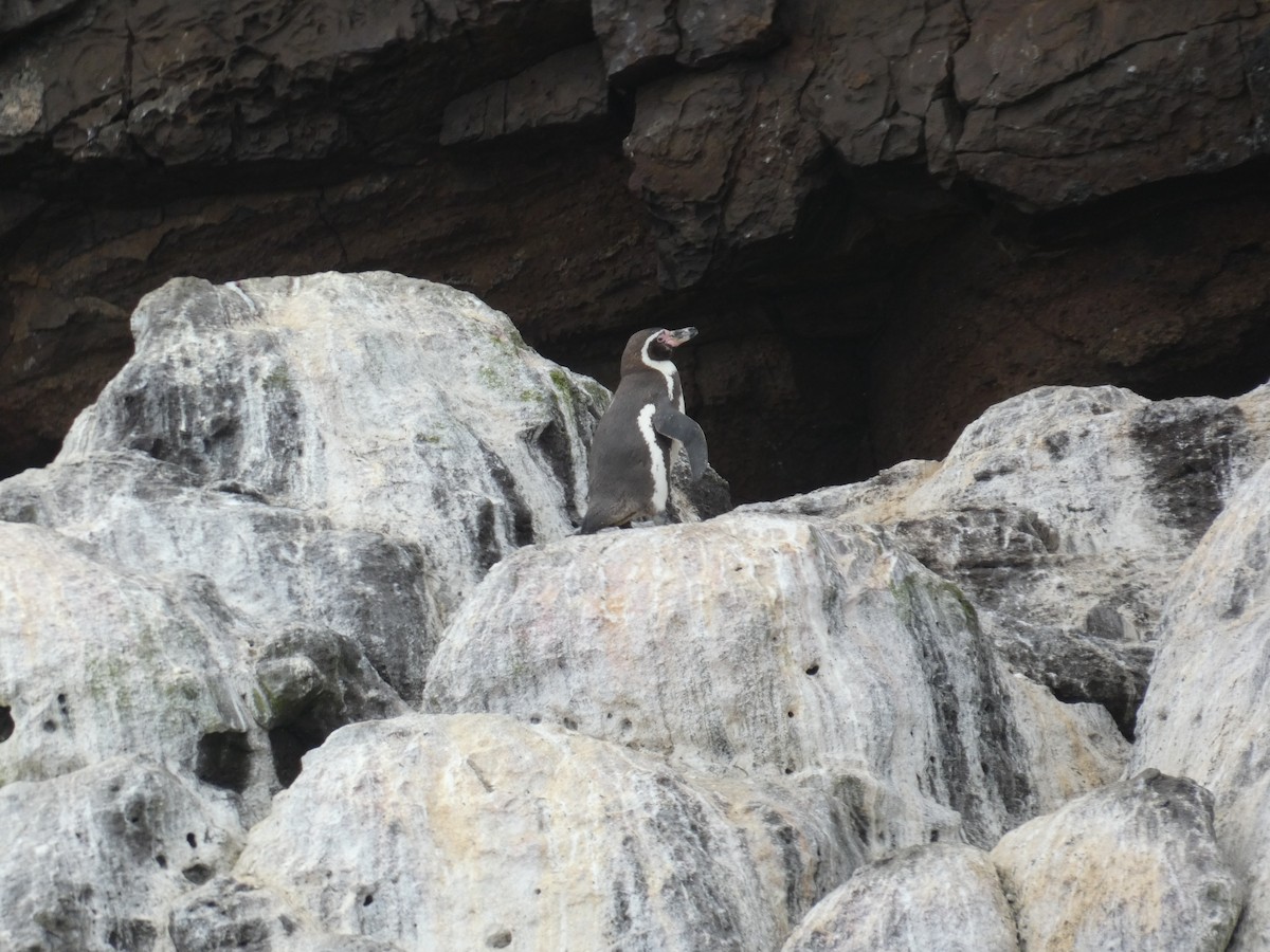 Humboldt Penguin - ML623588435