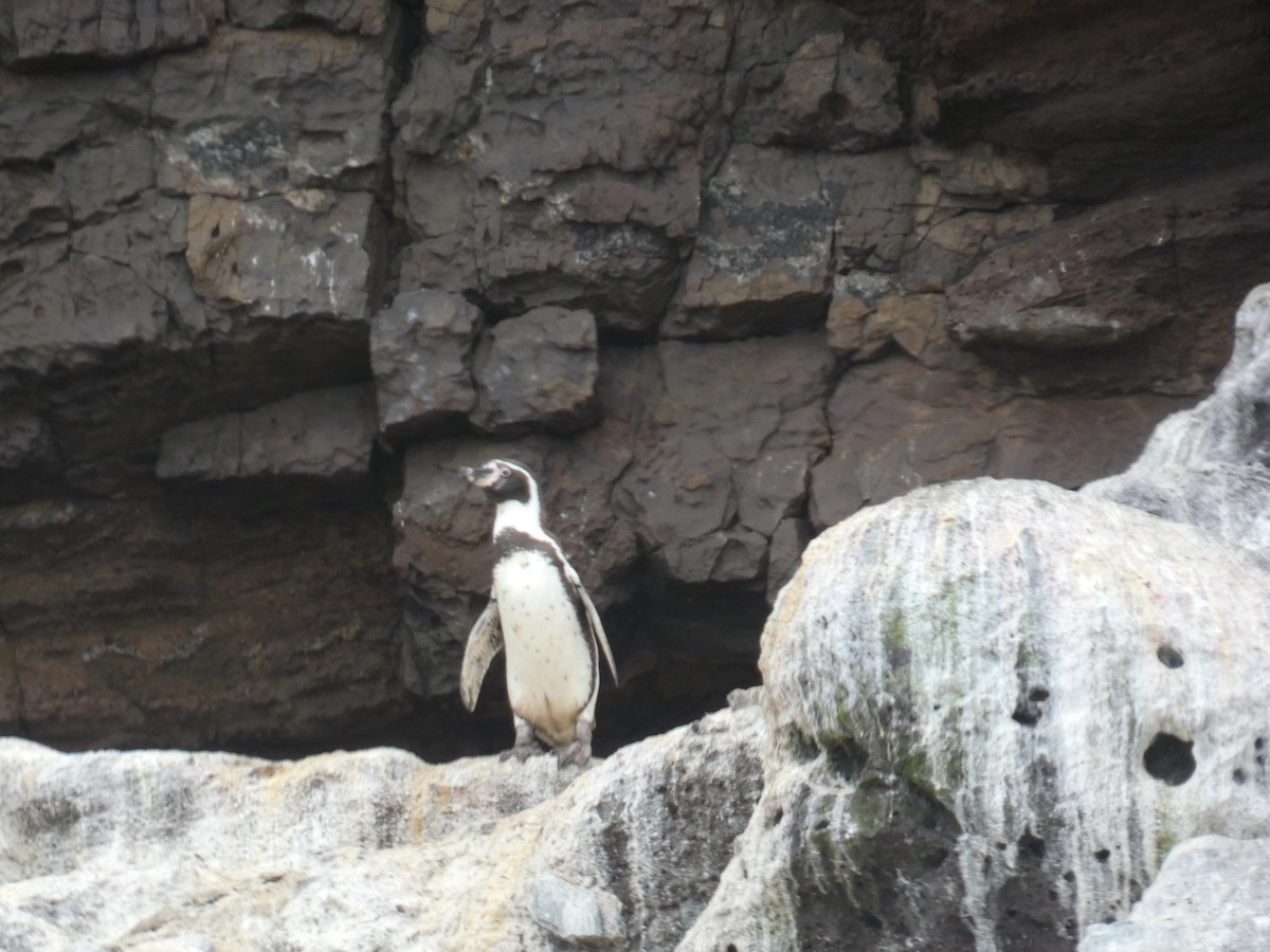 Humboldt Penguin - Daniel Soria