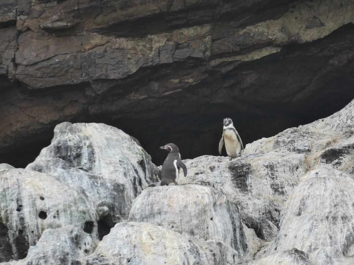 Humboldt Penguin - ML623588437