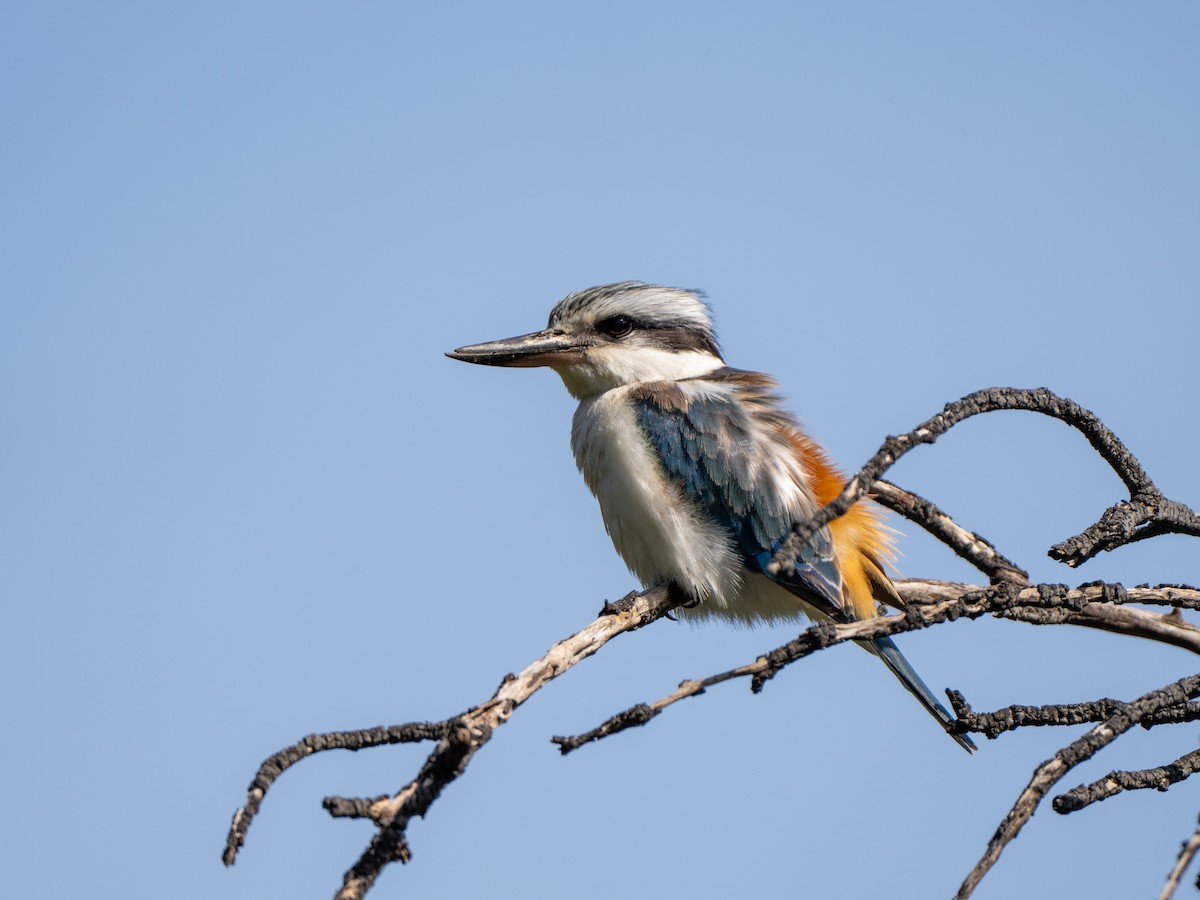 Red-backed Kingfisher - ML623588440
