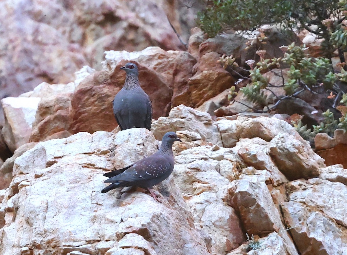 Speckled Pigeon - ML623588532