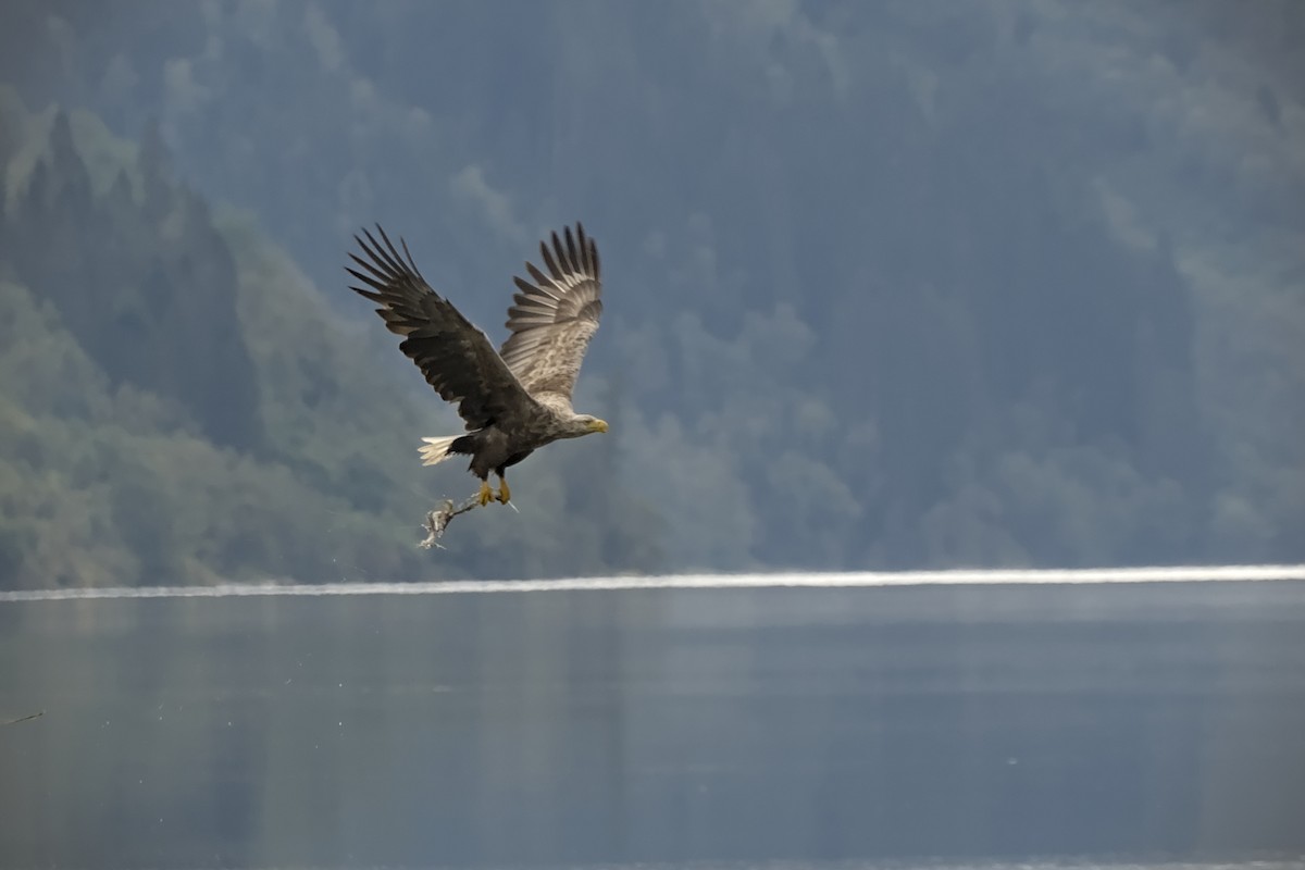 White-tailed Eagle - ML623588563