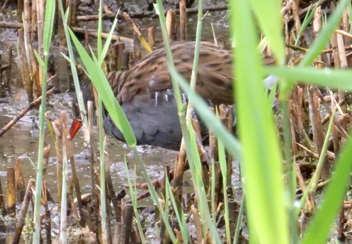 Water Rail - ML623588590