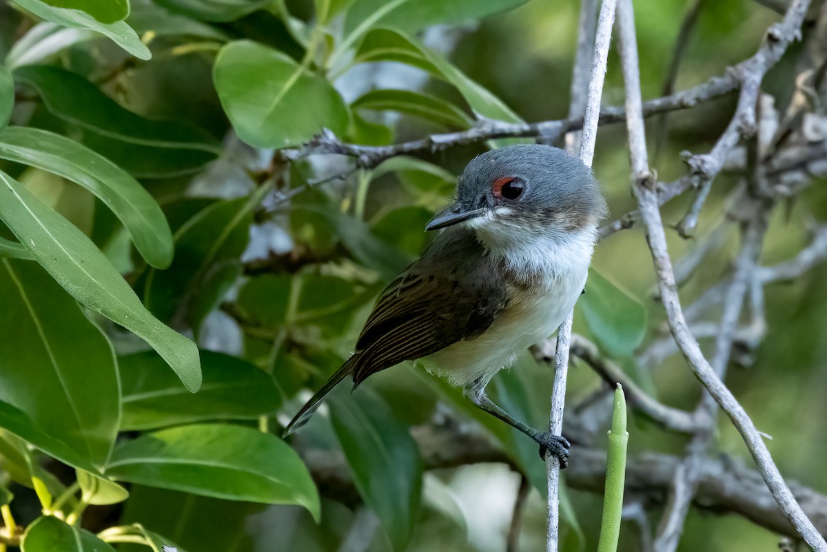 Black-throated Wattle-eye - ML623588597