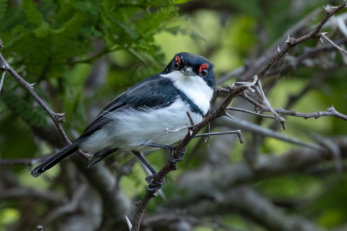 Black-throated Wattle-eye - ML623588598