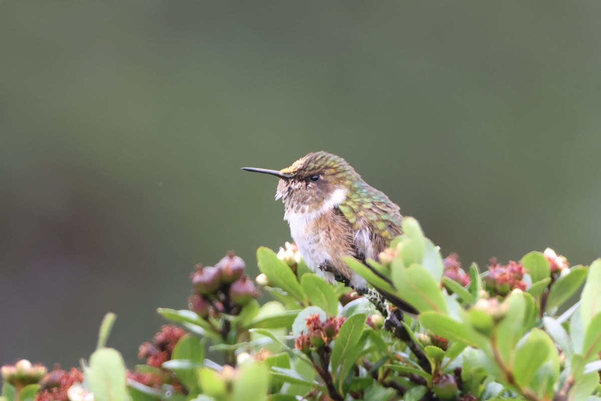 Volcano Hummingbird - ML623588602