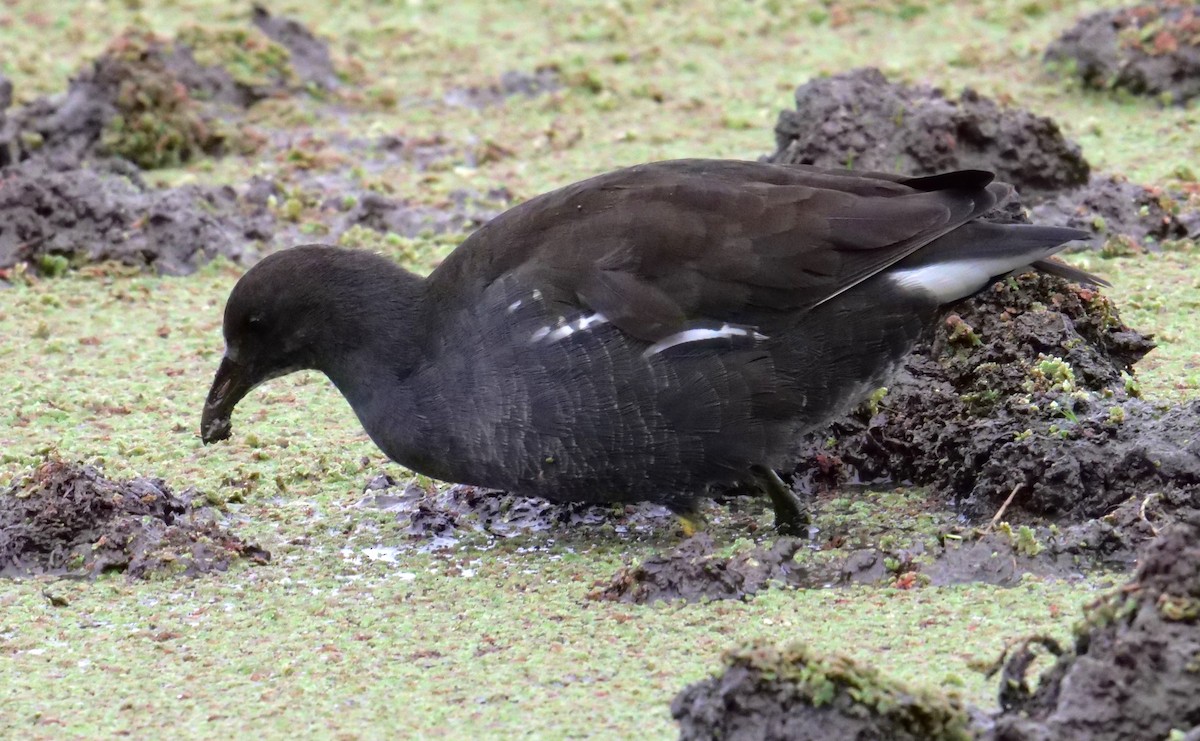 Eurasian Moorhen - ML623588606