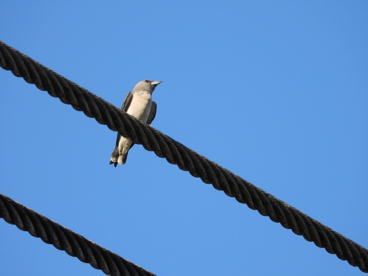 Ashy Woodswallow - ML623588608