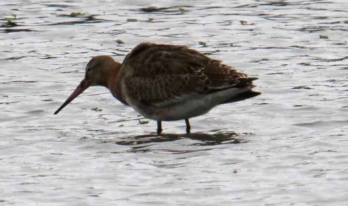 Black-tailed Godwit - ML623588612