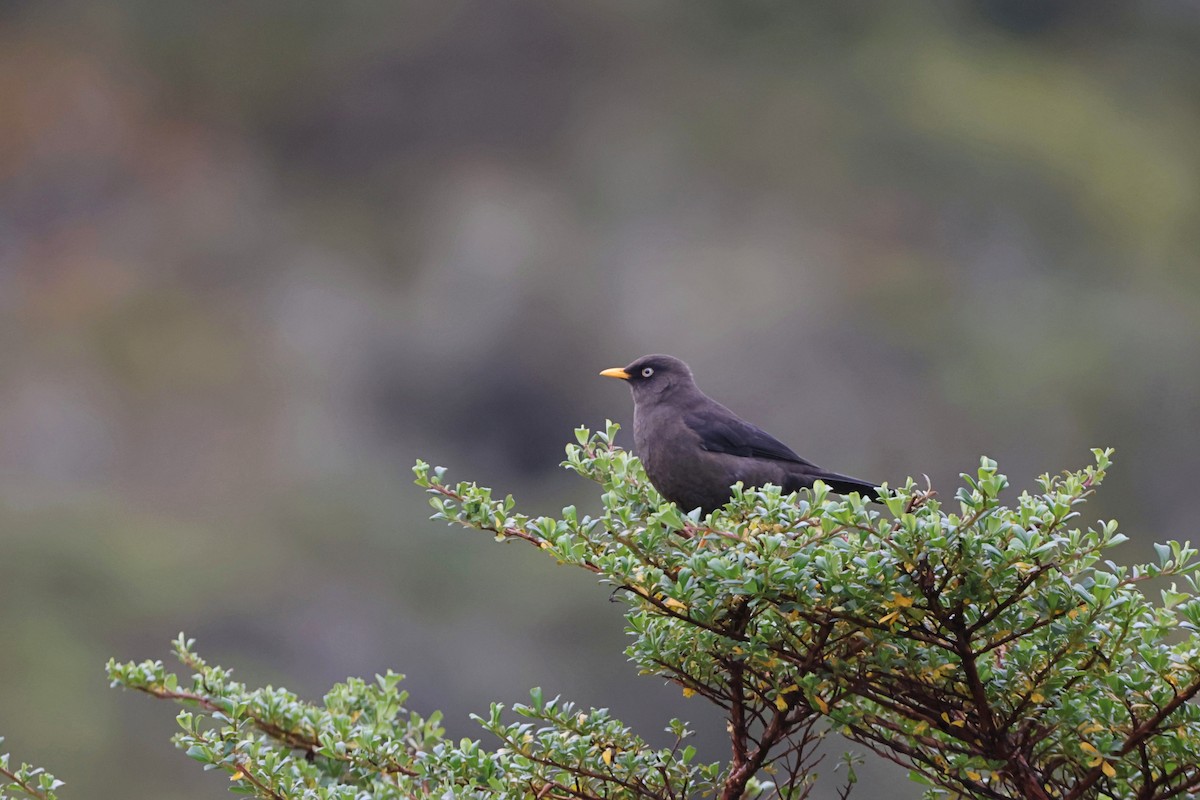 Sooty Thrush - ML623588614