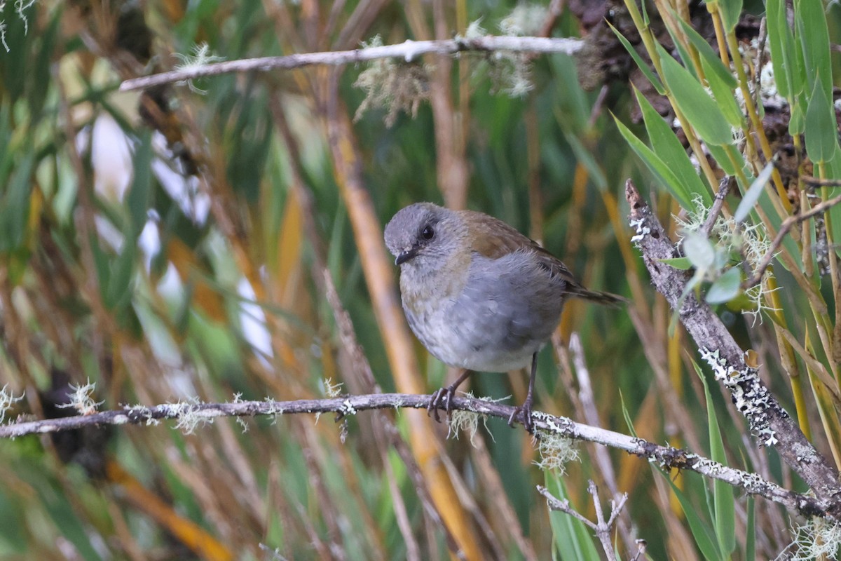 Black-billed Nightingale-Thrush - ML623588615