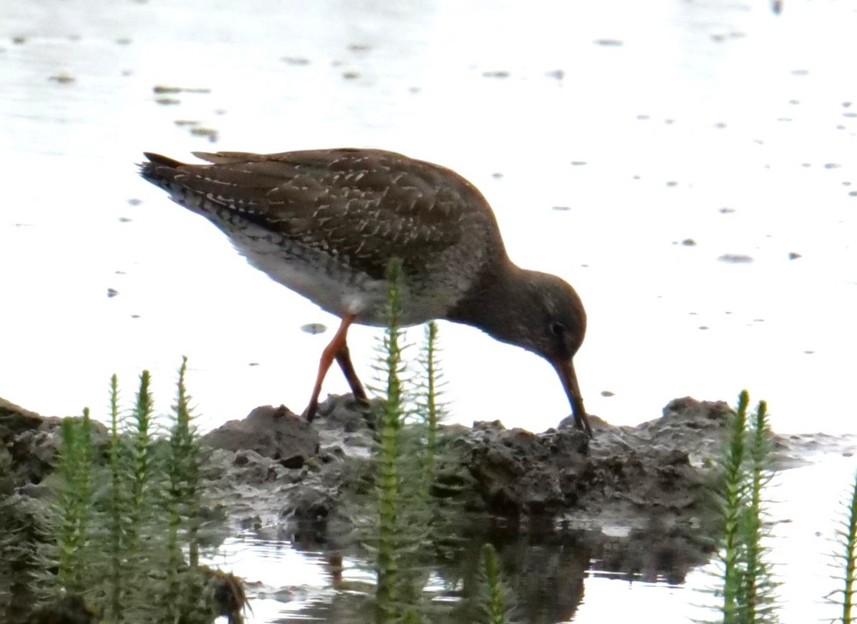 Common Redshank - ML623588619