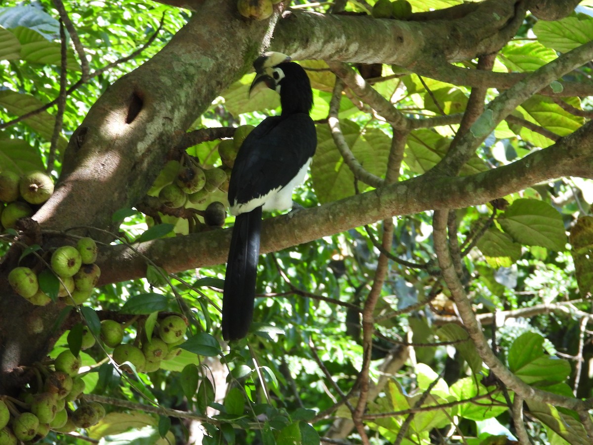 Oriental Pied-Hornbill - ML623588621