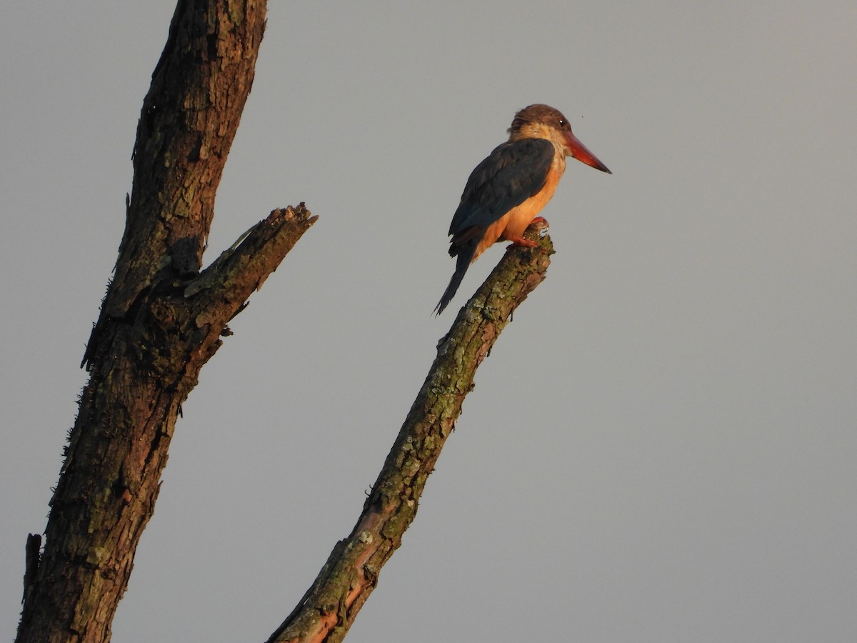 Stork-billed Kingfisher - ML623588623