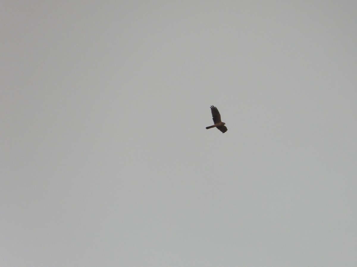 Pallid Harrier - ML623588626