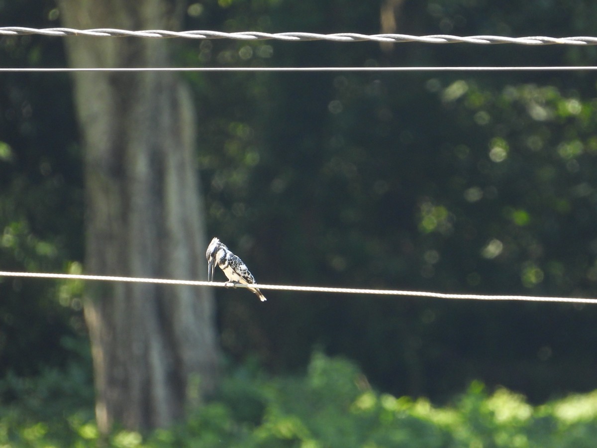 Pied Kingfisher - ML623588628