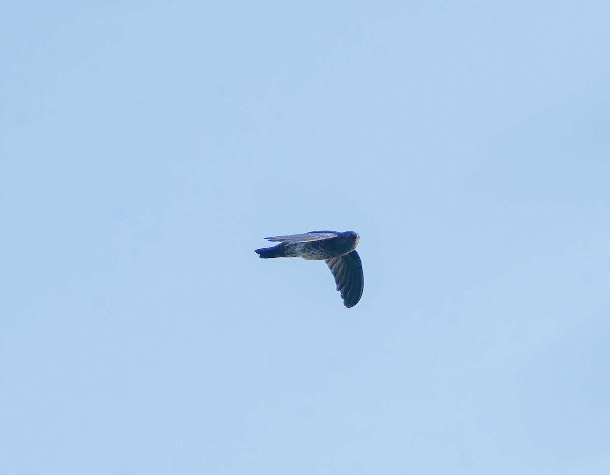 Ridgetop Swiftlet - ML623588629