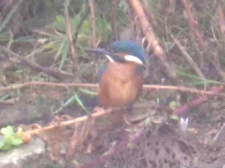 Common Kingfisher - ML623588630