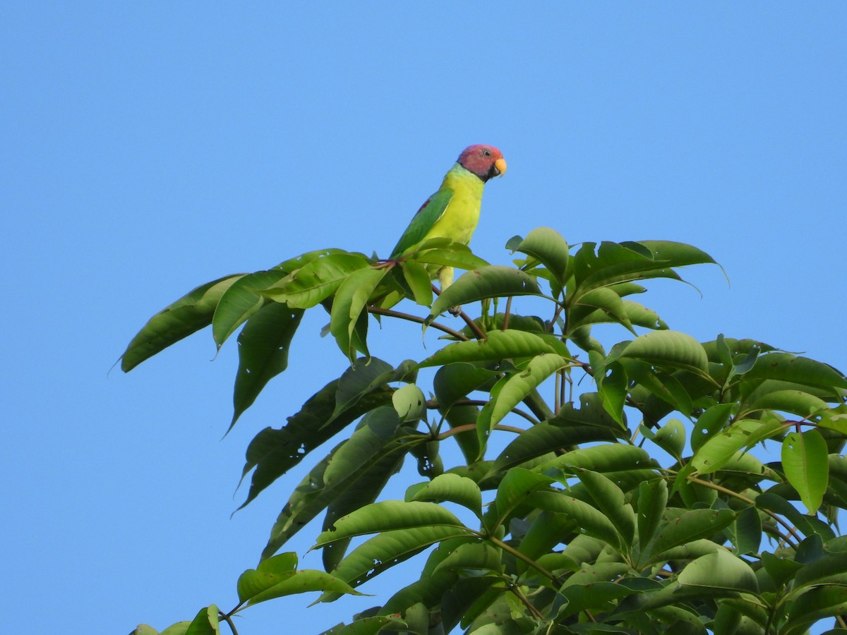 Plum-headed Parakeet - ML623588634