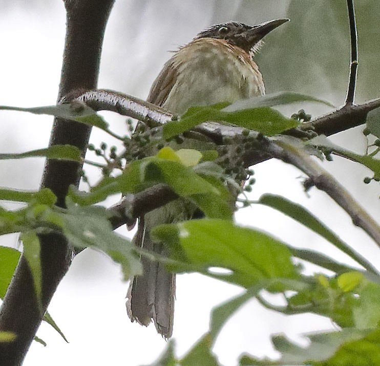 Philippine Bulbul - ML623588704