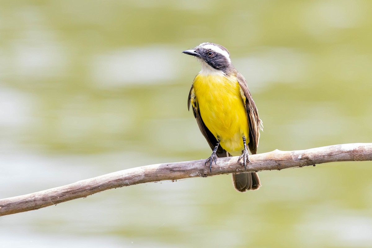 Social Flycatcher - ML623588707