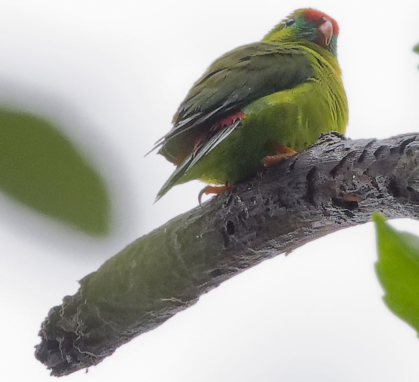 Philippine Hanging-Parrot - ML623588709