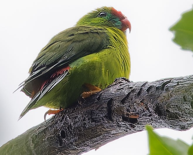 Philippine Hanging-Parrot - ML623588710