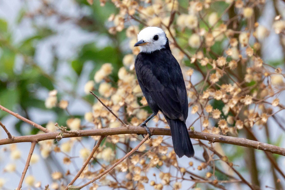 White-headed Marsh Tyrant - ML623588713