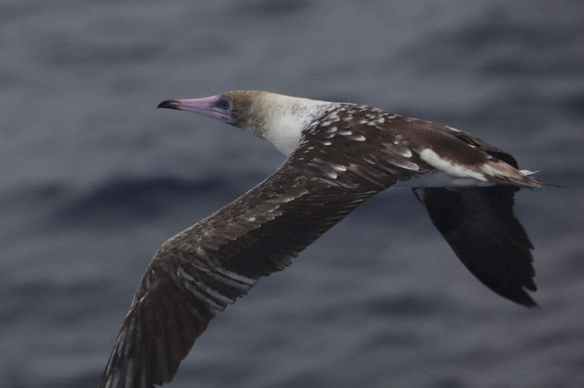 Red-footed Booby - ML623588729