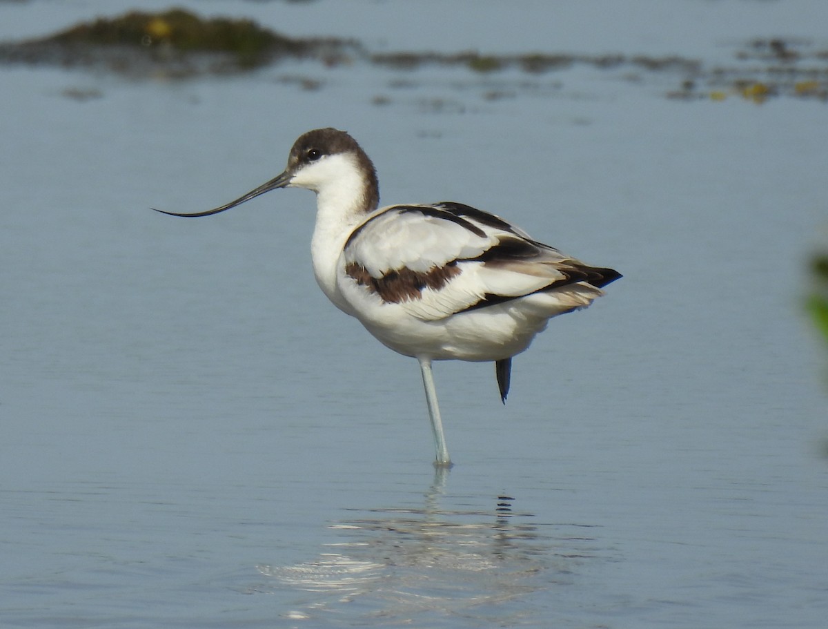 Avocetta - ML623588741