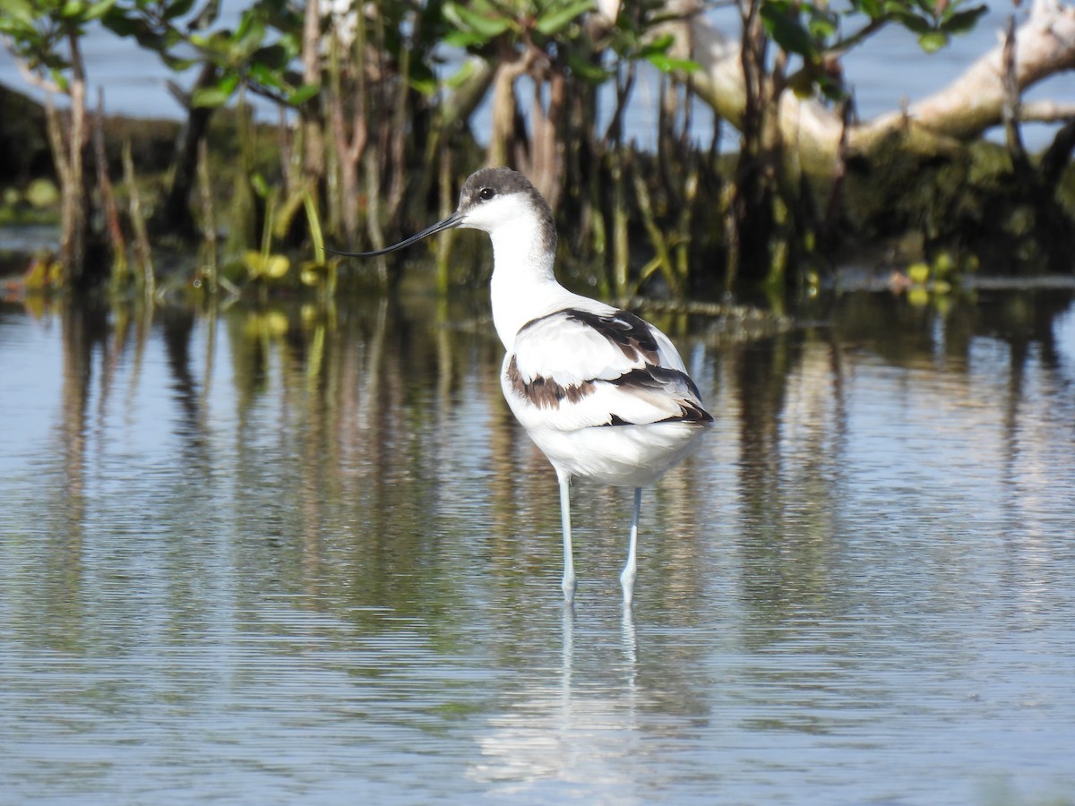 Avocetta - ML623588742