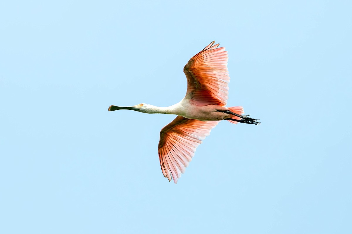 Roseate Spoonbill - ML623588743