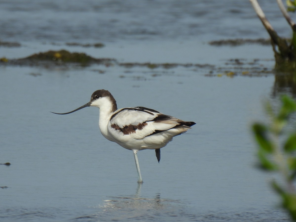 Avocetta - ML623588744