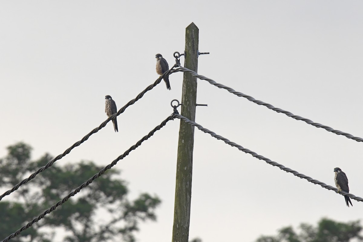 Eleonora's Falcon - ML623588758