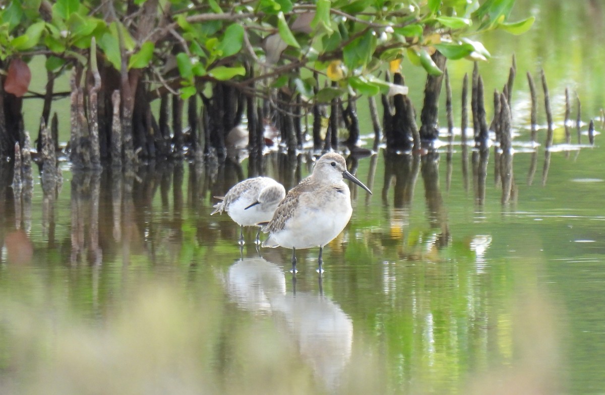 Curlew Sandpiper - Suebsawat Sawat-chuto