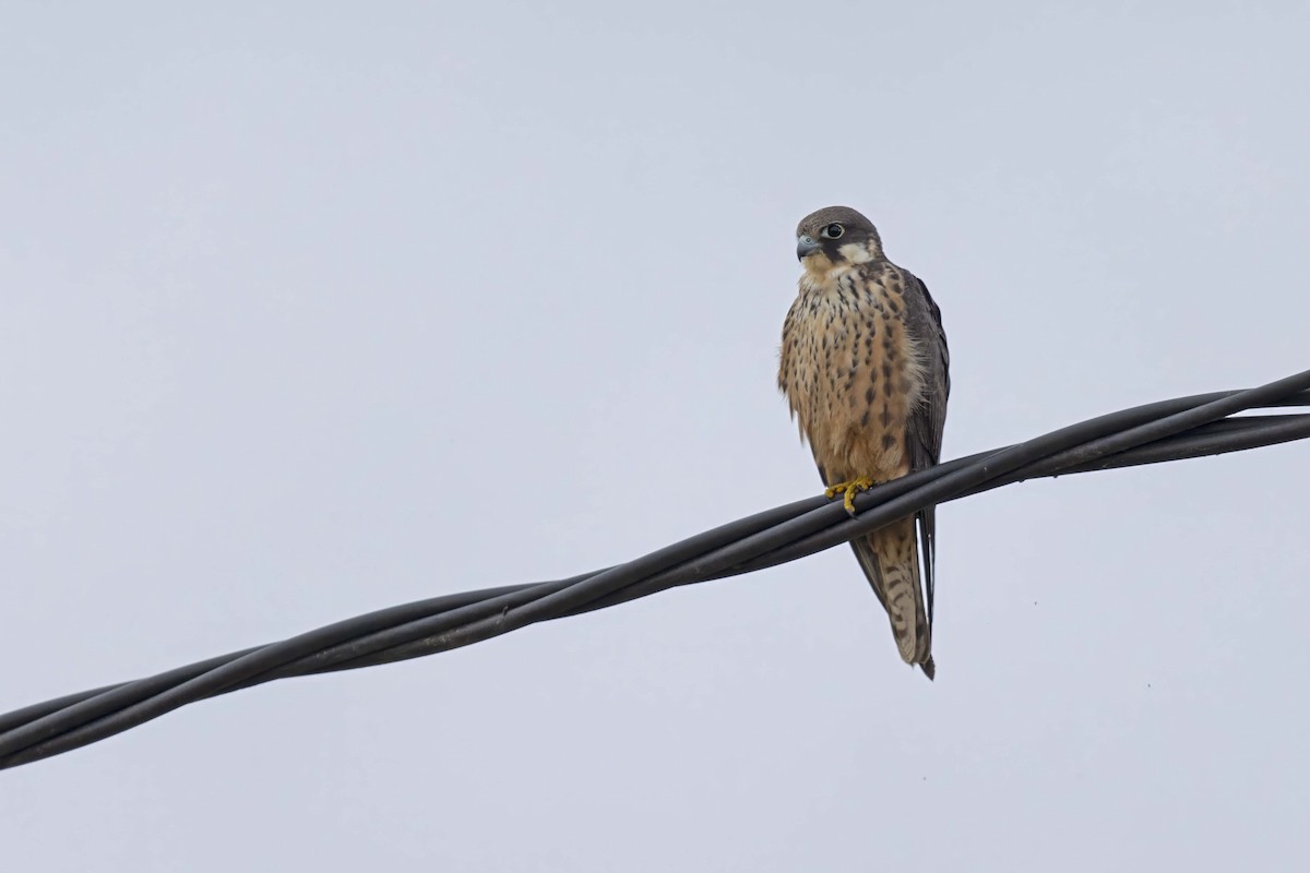 Eleonora's Falcon - ML623588771