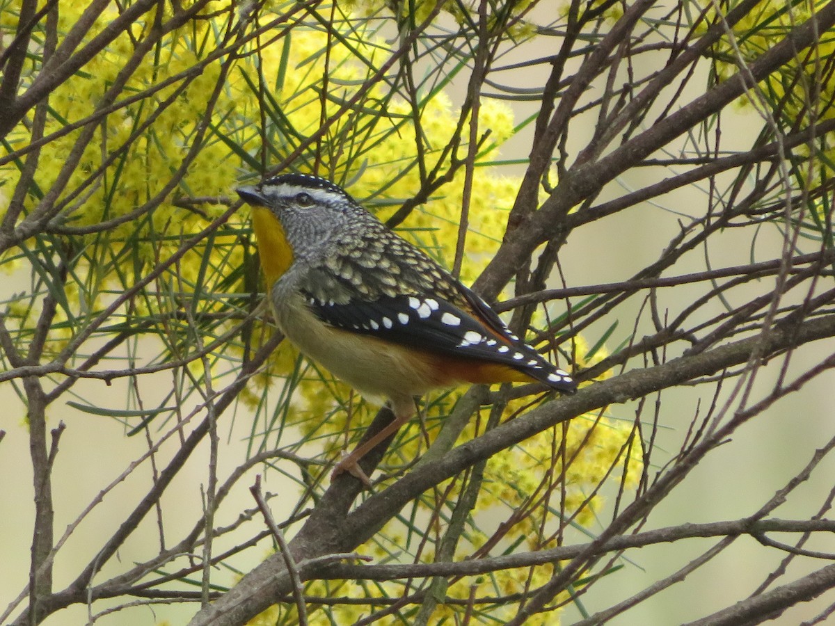 Fleckenpanthervogel - ML623588772