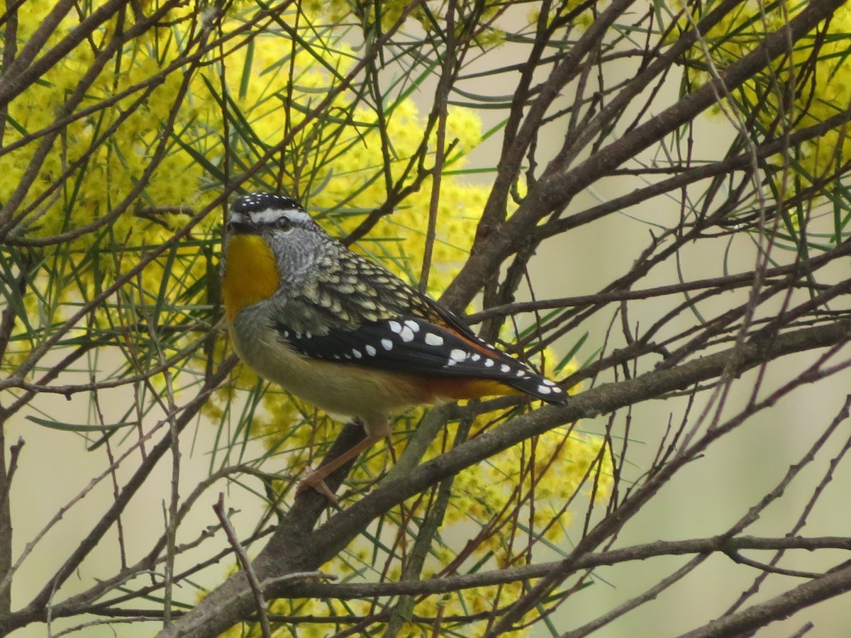 Fleckenpanthervogel - ML623588773