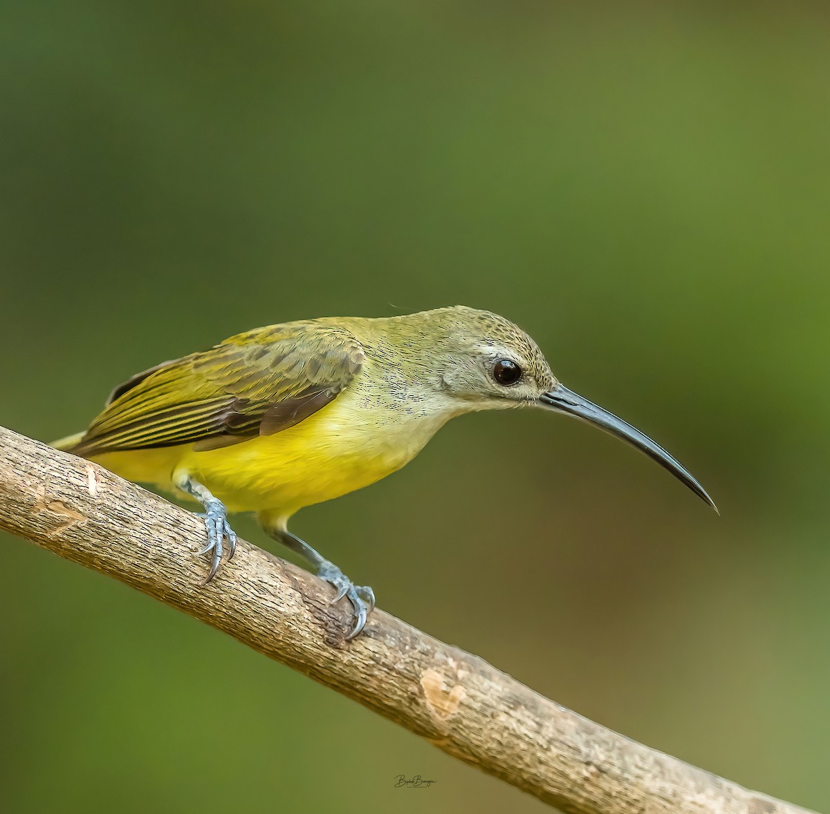 Little Spiderhunter - BIPLAB BANERJEE