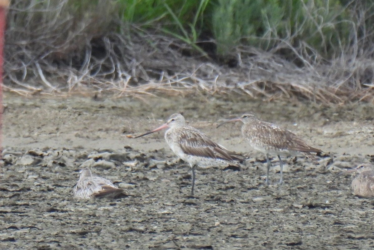 Bar-tailed Godwit (Siberian) - ML623588775