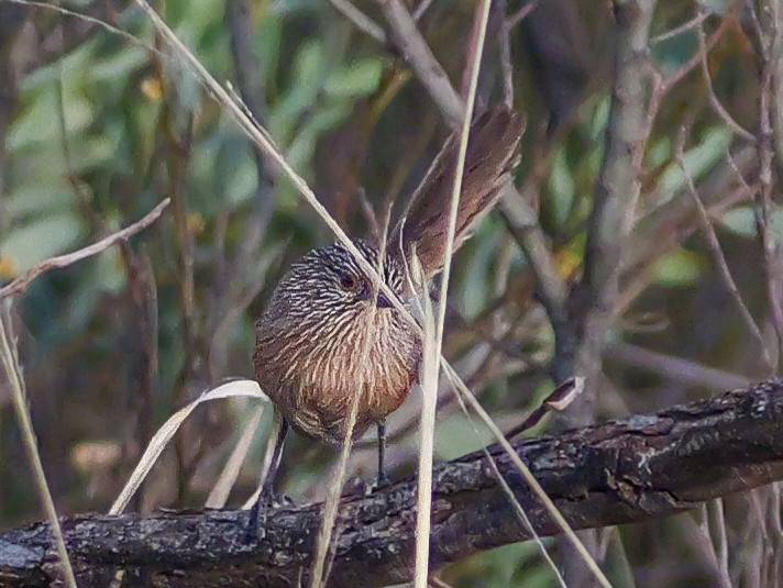 Dusky Grasswren - ML623588789