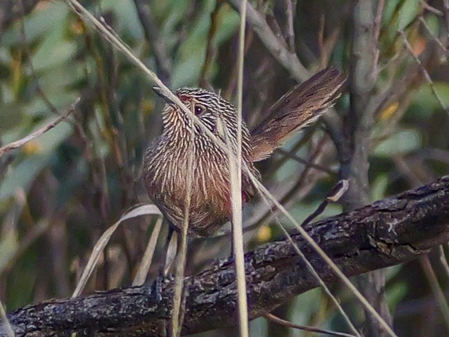 Dusky Grasswren - ML623588790